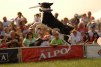 Purina_4.jpg